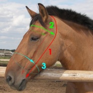 Как измерить вашу лошадь для изготовления индивидуальной уздечки