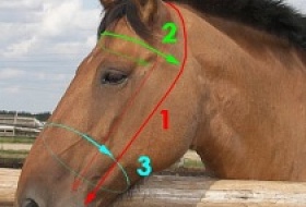 Как измерить вашу лошадь для изготовления индивидуальной уздечки